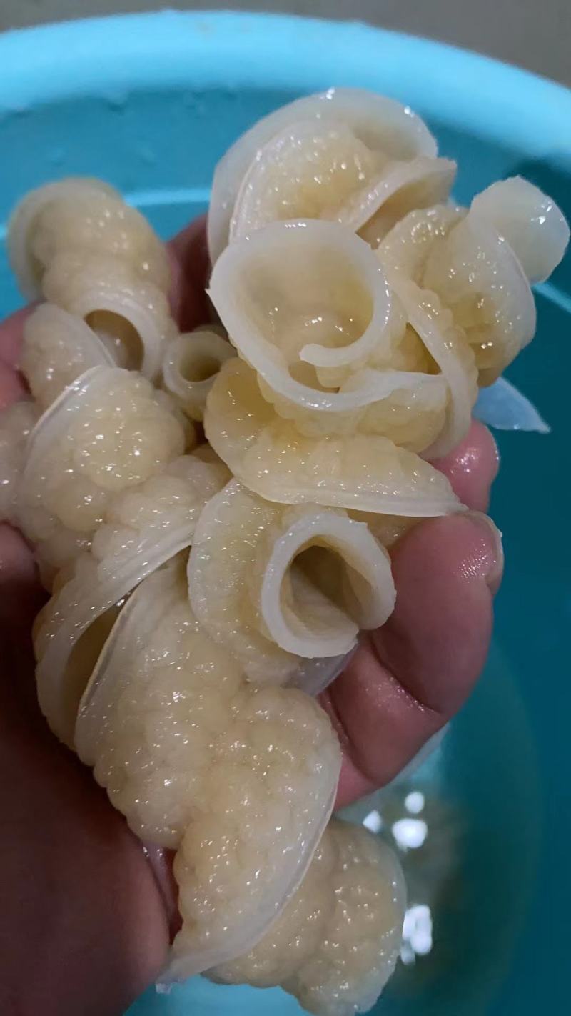鱼肠，自家工厂，欢迎新老顾客回购，需要的来