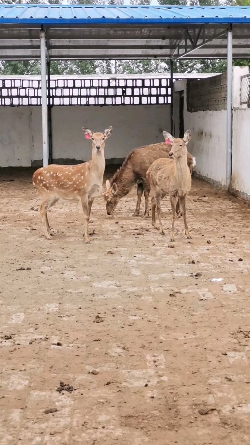 鹿苗梅花鹿活鹿小鹿崽种鹿母鹿厂家直供没有中间商，包邮
