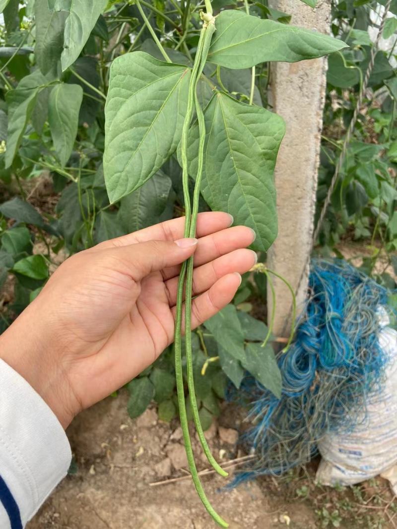 热卖架无架豆角结的多绿金条绿状元豆角种子条形顺直肉厚嚼劲