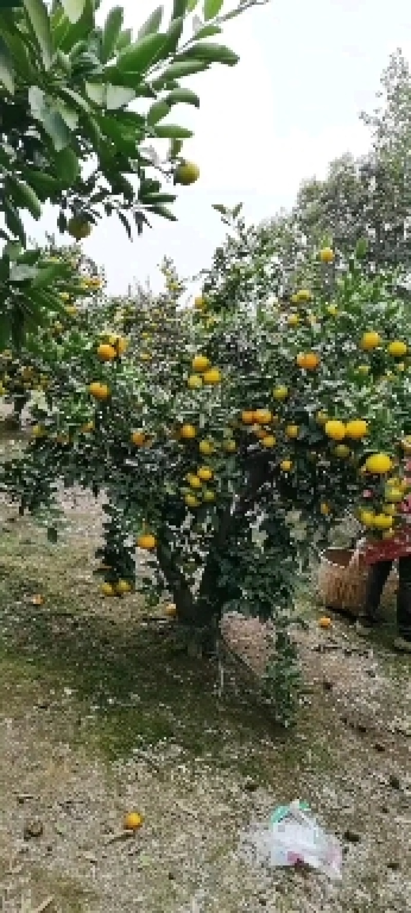 湖南柑橘大量上市，欢迎各地客商前来采购