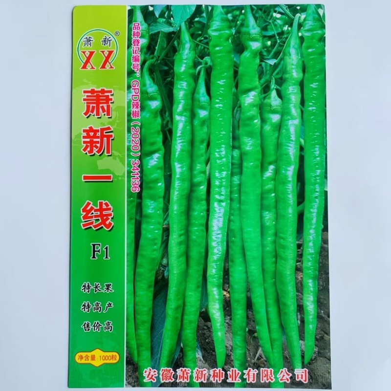 萧新巨丰传奇线椒种子杂交一代早熟品种种子