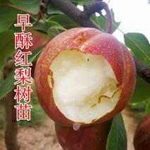 【新品种】梨树苗早酥红梨红啤梨秋月梨绿宝石包成活