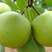【新品种】梨树苗早酥红梨红啤梨秋月梨绿宝石包成活