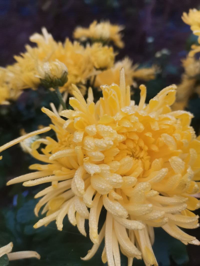 金丝皇菊干花