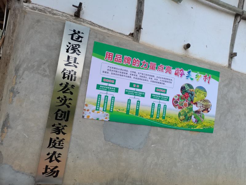 金丝皇菊干花