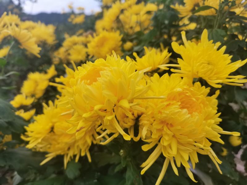 金丝皇菊干花