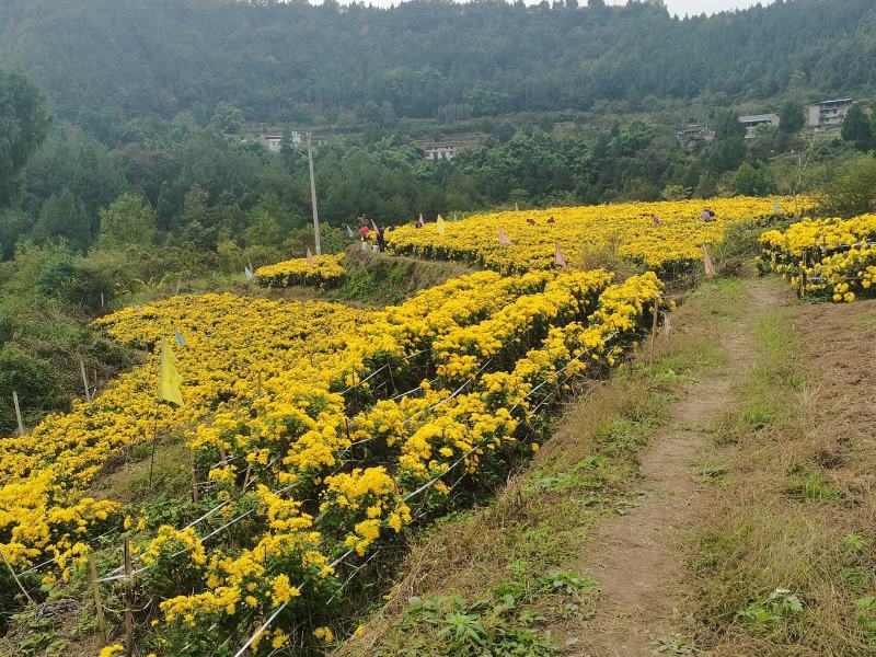 金丝皇菊干花
