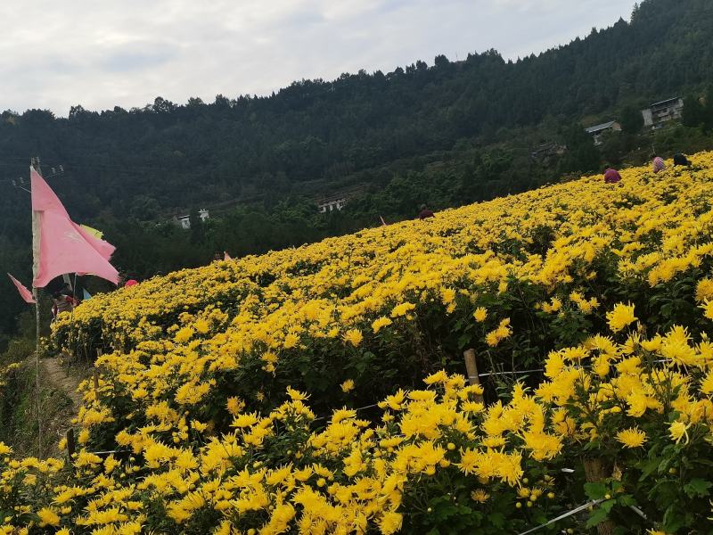 金丝皇菊干花