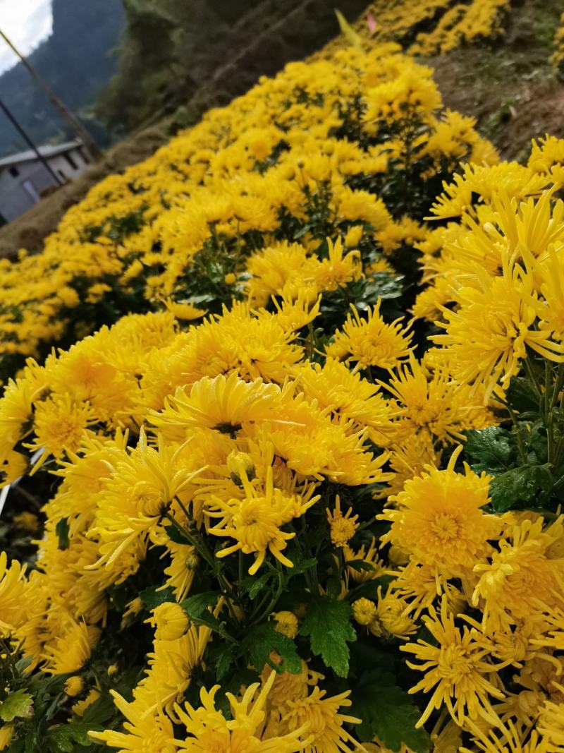 金丝皇菊干花