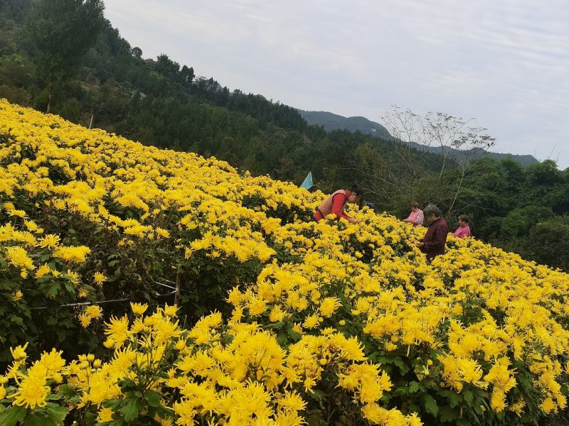 金丝皇菊干花