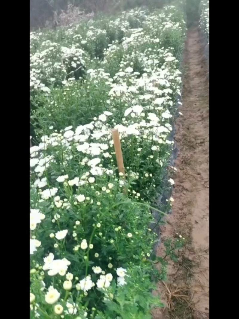 七月菊苗