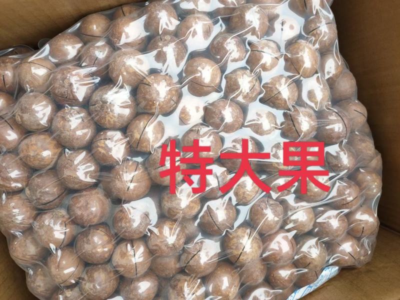 新货夏威夷果批发一手货源电商超市