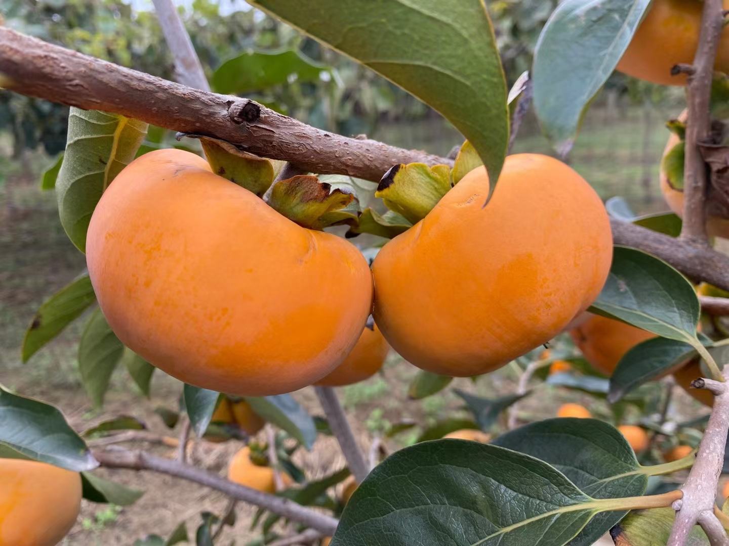 富平尖柿挂满枝头