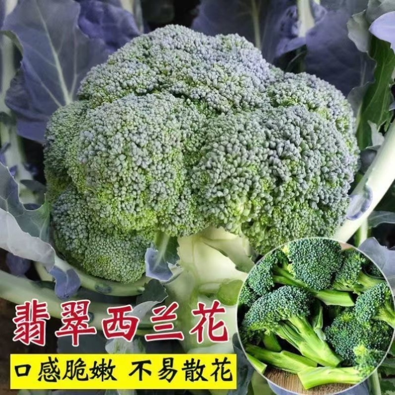 山东高产西兰花甘蓝花菜苗子耐寒四季蔬菜苗现货