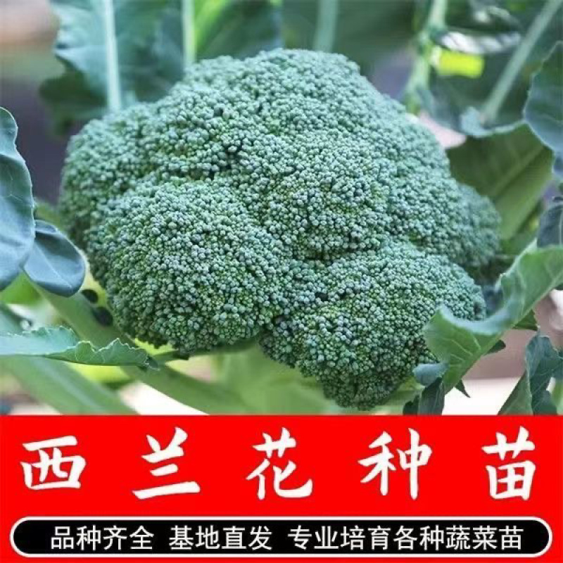 山东高产西兰花甘蓝花菜苗子耐寒四季蔬菜苗现货