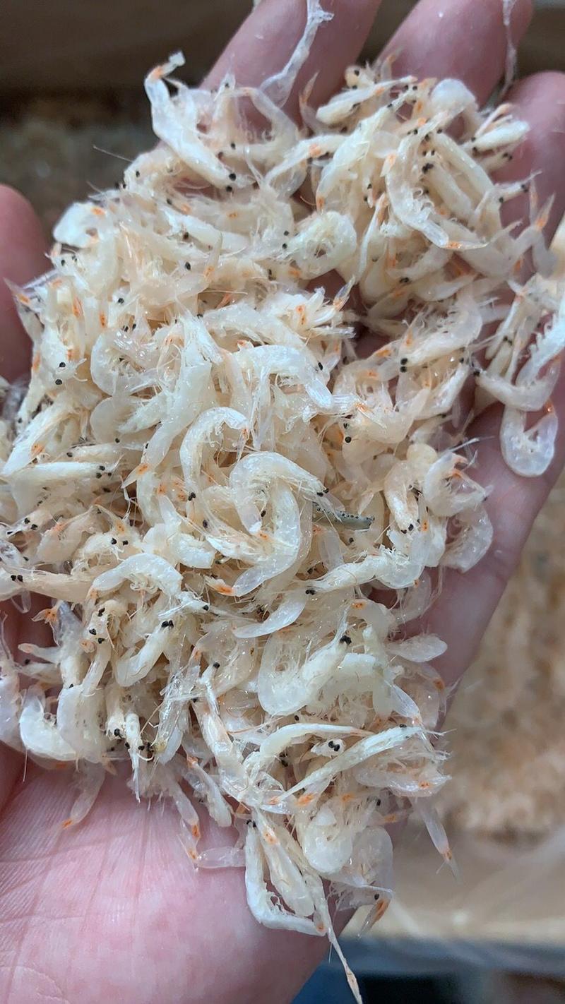 特级高钙淡干虾皮水产干货补钙虾米新鲜无盐即食