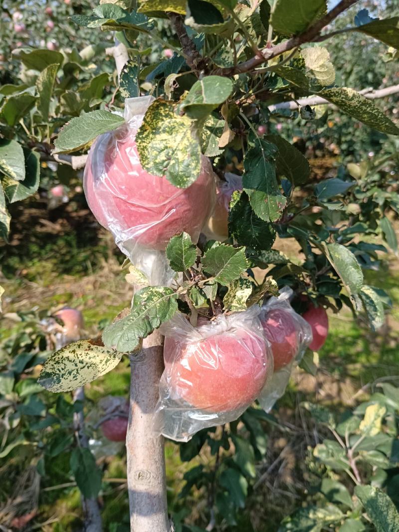 礼泉莫袋富士，口感脆甜个大色好，对接电商平台