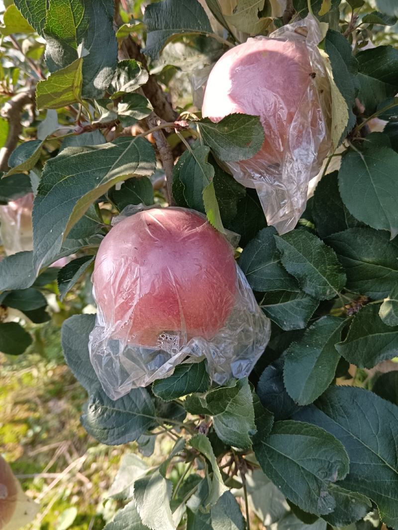 礼泉莫袋富士，口感脆甜个大色好，对接电商平台