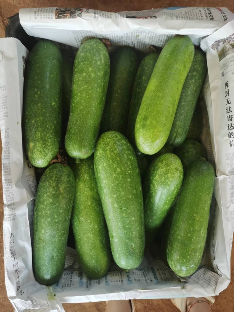 新苗毛节瓜大量上市，规格齐全，量大从优，品质保证！