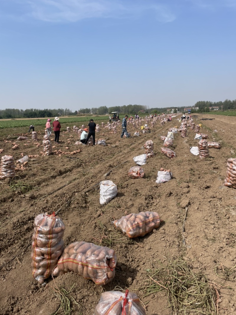 河南基地龙九红薯【一件代发】电商、养殖加工厂电联、