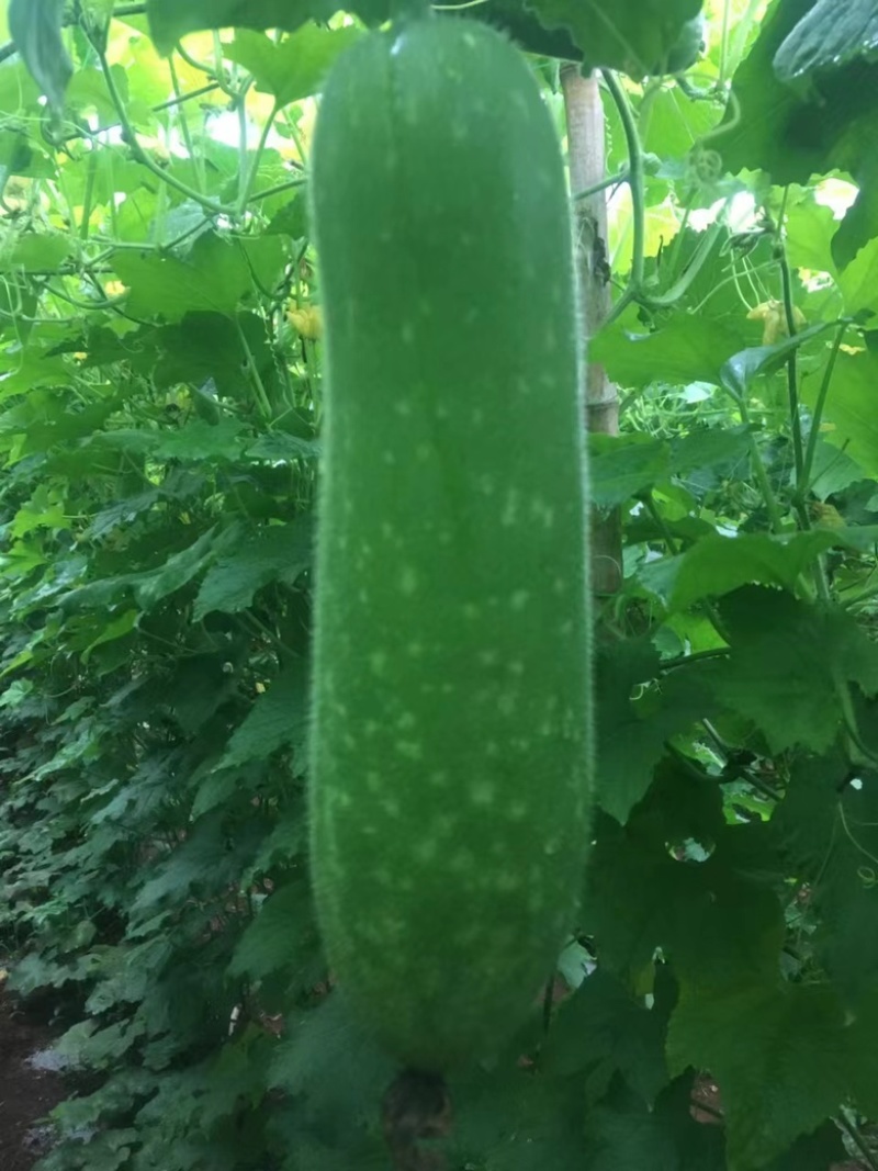 新苗毛节瓜大量上市，规格齐全，量大从优，品质保证！