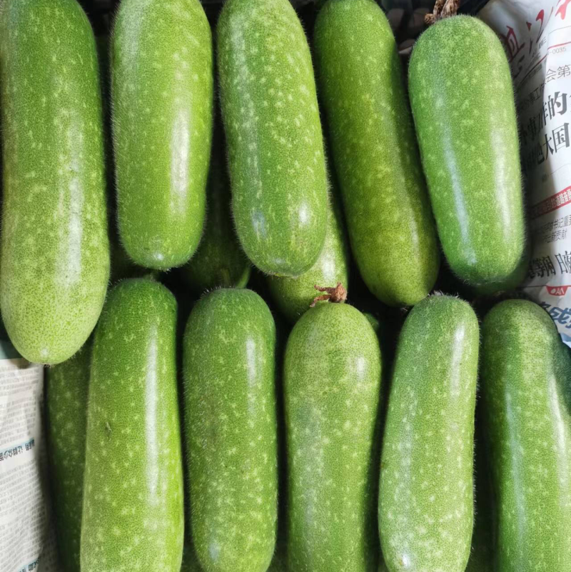 新苗毛节瓜大量上市，规格齐全，量大从优，品质保证！