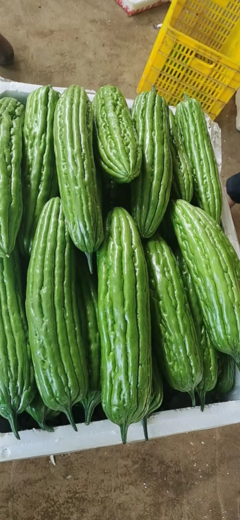 广东徐闻精品新苗油苦瓜大量上市…