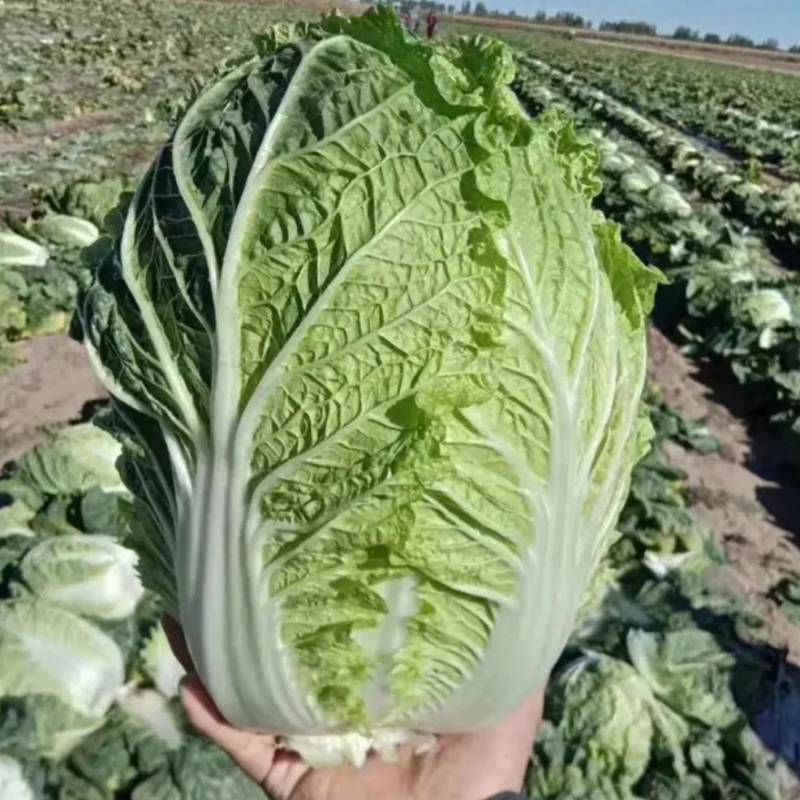 北京新三号自家种植大批量上市欢迎采购商和各位老板联系