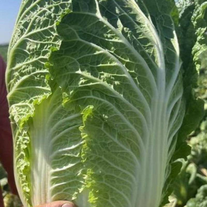 北京新三号自家种植大批量上市欢迎采购商和各位老板联系