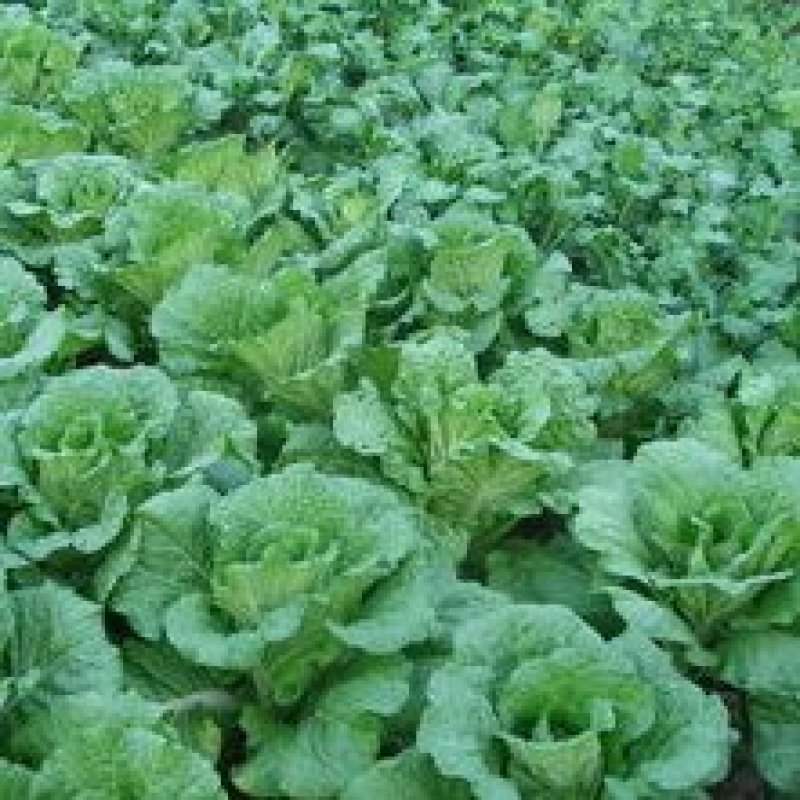 北京新三号自家种植大批量上市欢迎采购商和各位老板联系