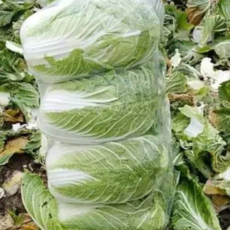 北京新三号自家种植大批量上市欢迎采购商和各位老板联系