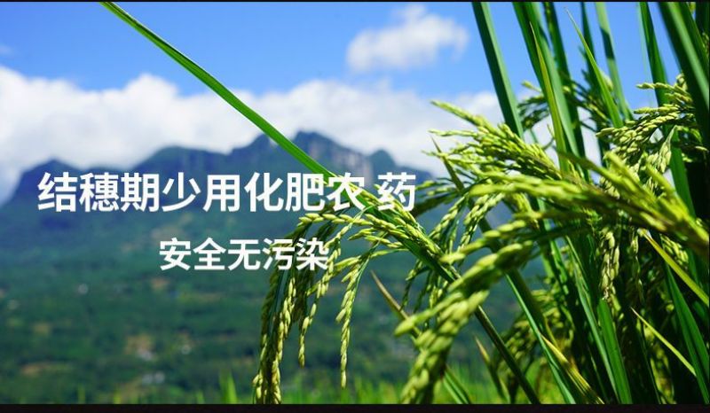 东北五常糯米香糯米2025年新米