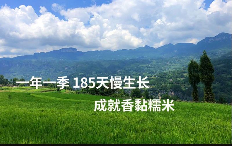 东北五常糯米香糯米2025年新米