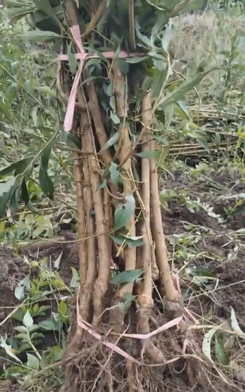 六马正宗蜂糖李苗