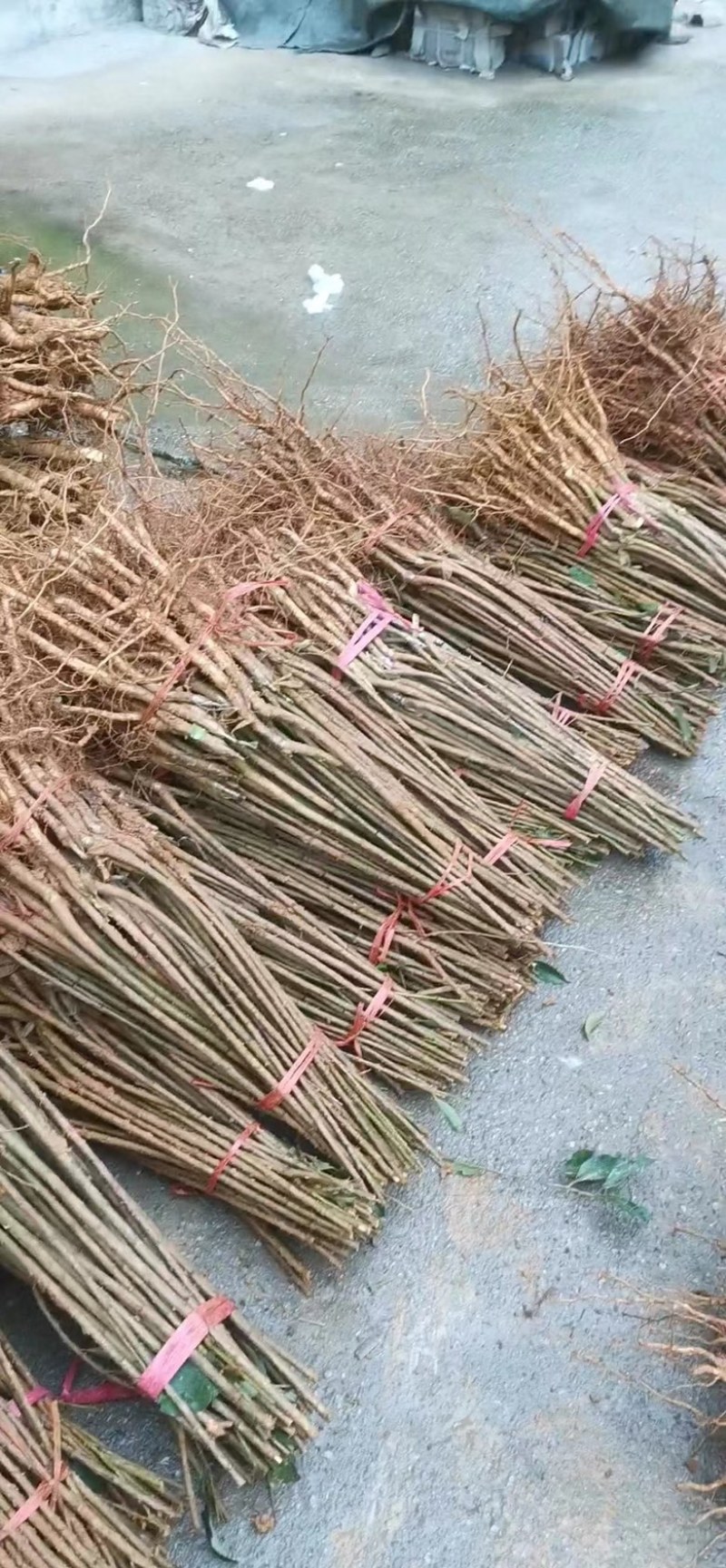 六马正宗蜂糖李苗