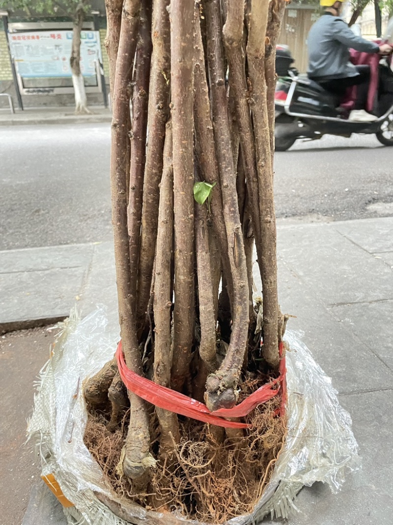 六马正宗蜂糖李苗