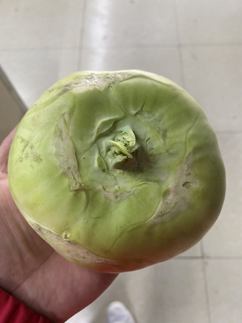 苤蓝大量上市产地直发