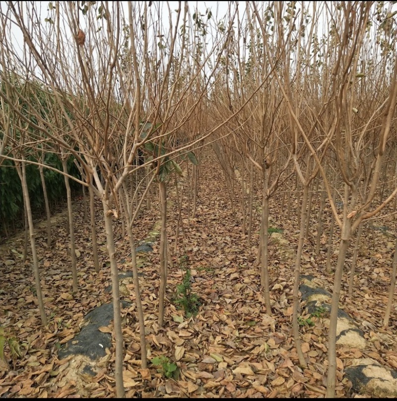 六马正宗蜂糖李苗