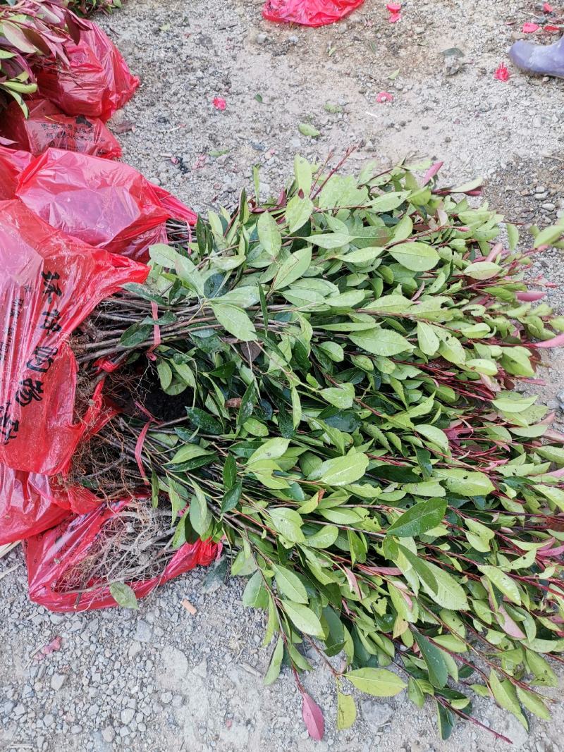 大量供应优质红叶石楠苗