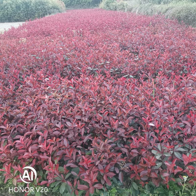 大量供应优质红叶石楠苗