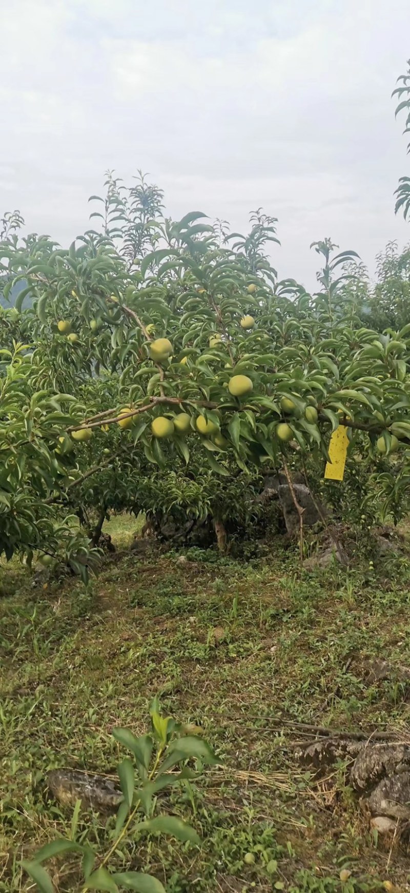 正宗蜂糖李嫁接苗