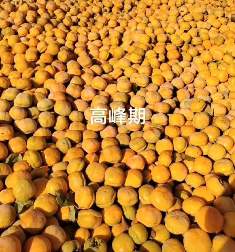 磨盘柿大量上市！