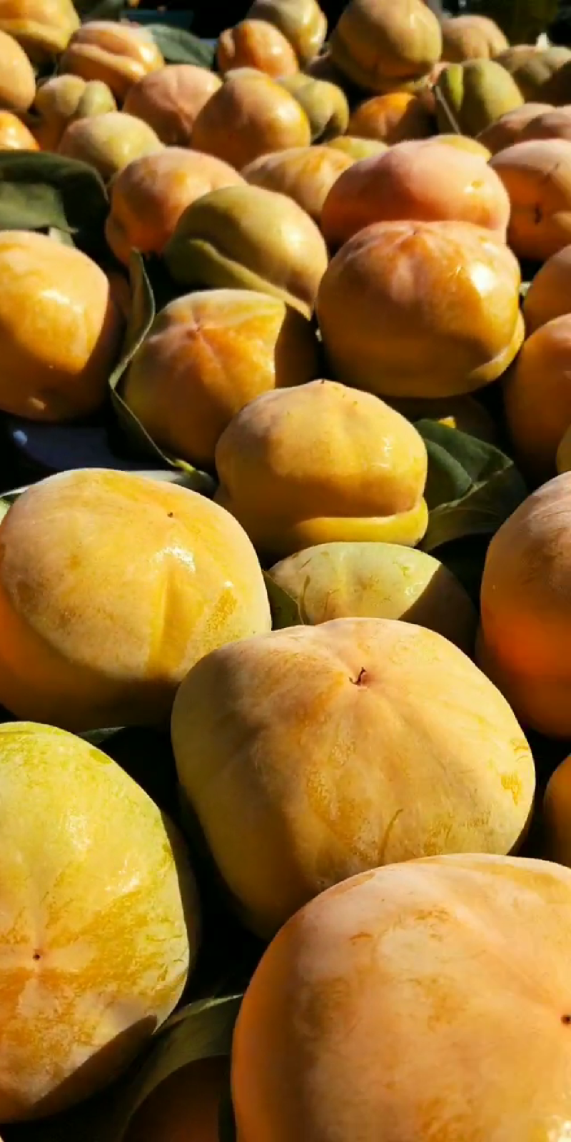 磨盘柿大量上市！