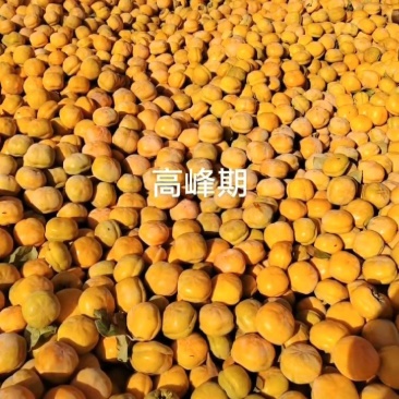 磨盘柿大量上市！