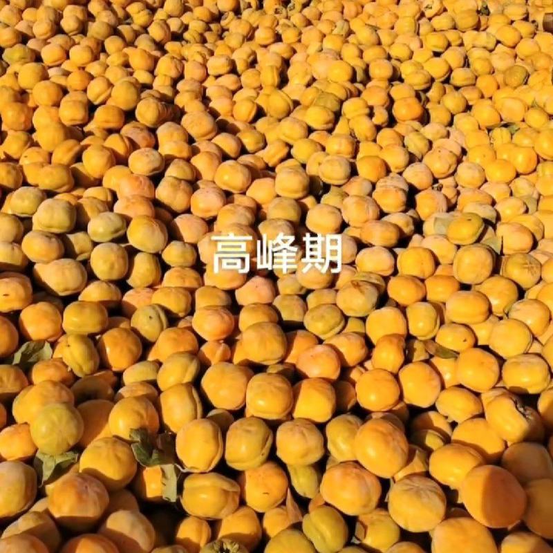 磨盘柿大量上市！