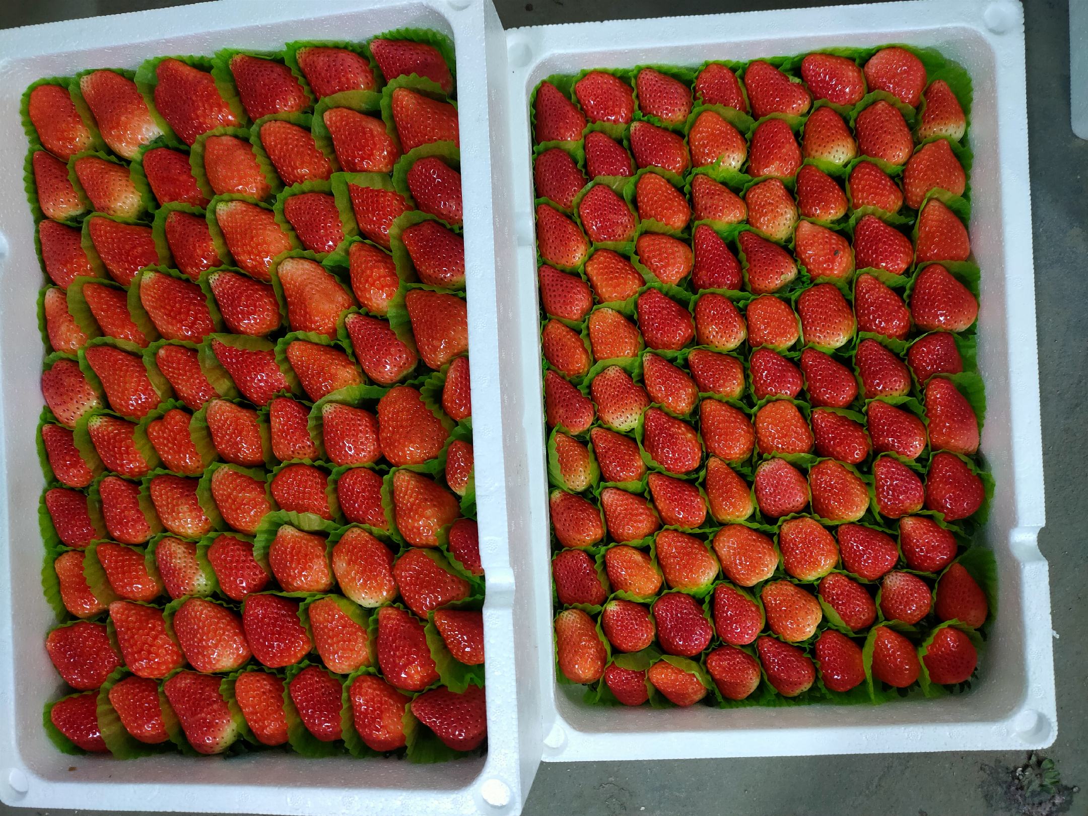 消费者品尝对比场景图