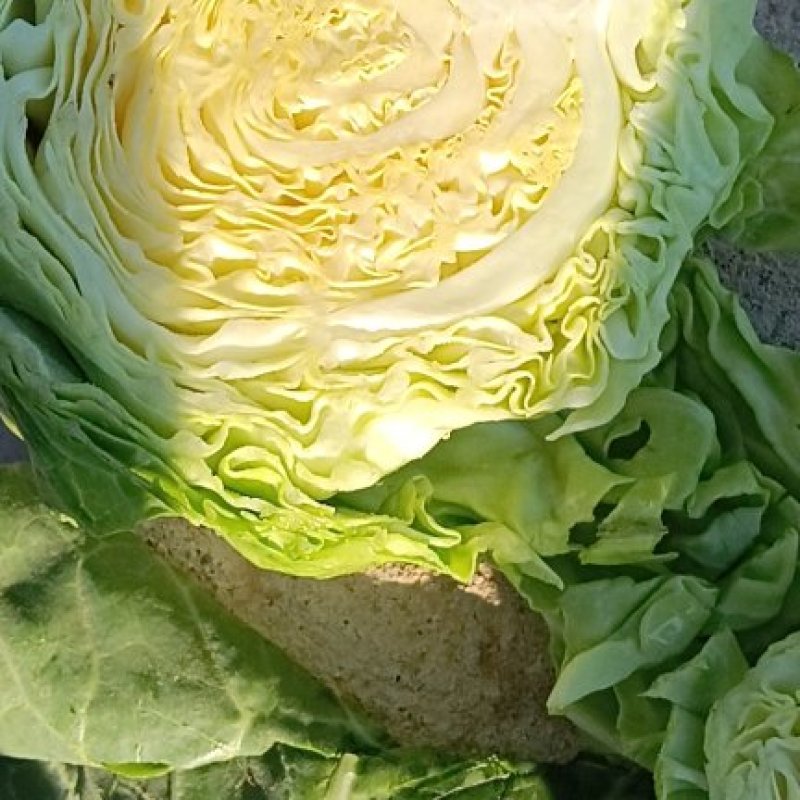 精品甘蓝