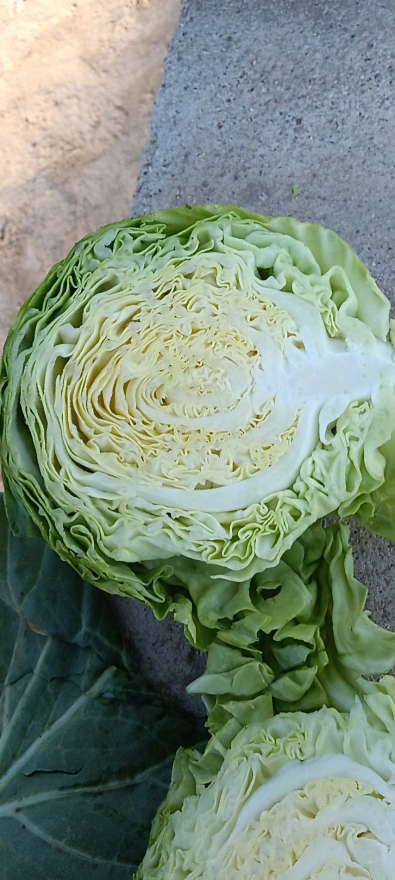 精品甘蓝