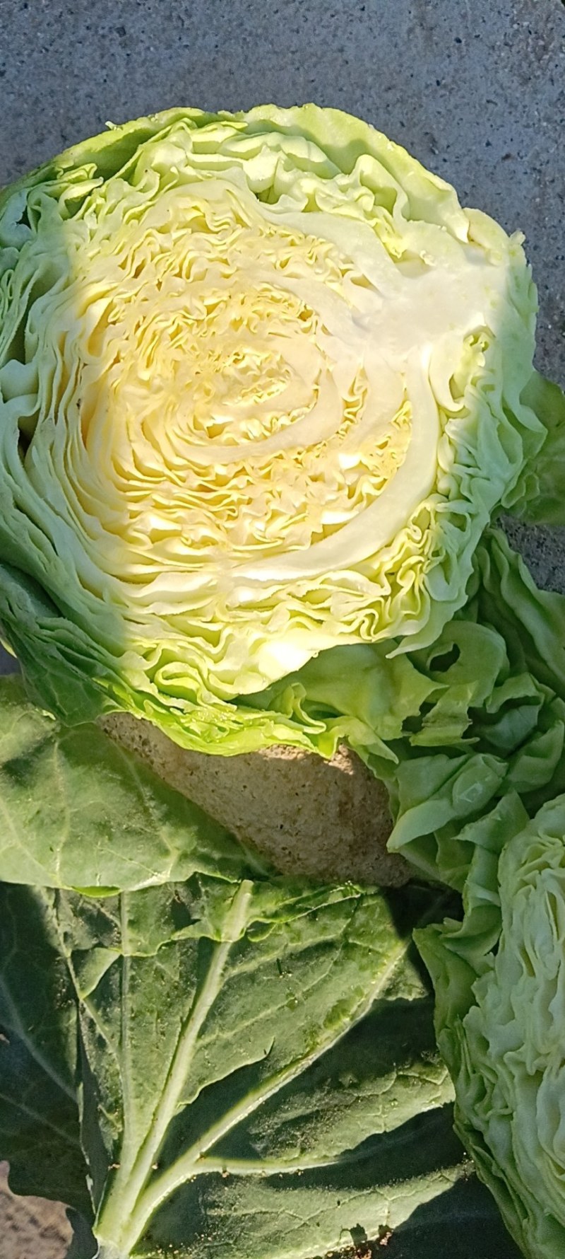 精品甘蓝
