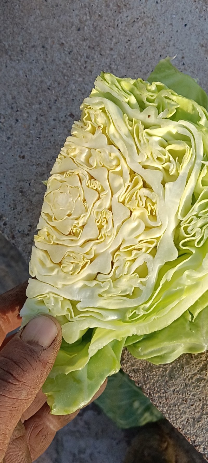 精品甘蓝